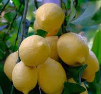frutti di limone appena raccolti